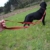 Activity4Dogs Hundeleine Nylon, Anti-Slip rutschfest, 2,80 m lang, 4-Fach verstellbar, Multileine, für mittelgroße und große Hunde, Made IN Germany, in Mehreren Farben lieferbar - 8