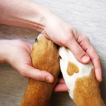 Canosept Wundspray für Hunde 75ml - Antibakterielles Spray zur Reinigung von Wunden & Unterstützung von Wundheilung - 6