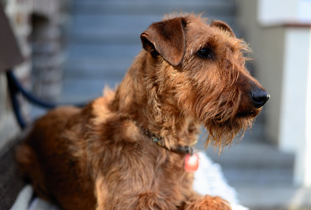 hundebox-Irish Terrier