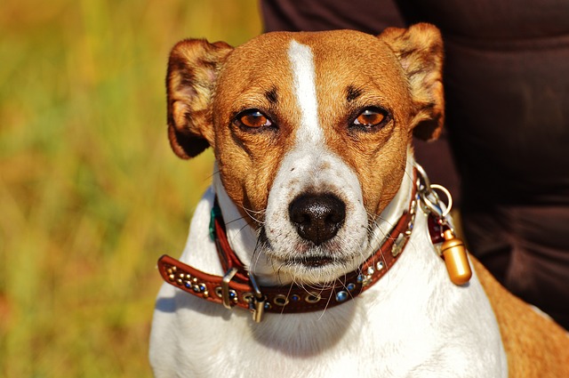 hundebox-jackrussell-terrier