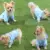 QiCheng&LYS Hundemantel Adidog Hund Hoodies Kleidung, Pet Puppy Katze Niedlicher Baumwoll Warm Hoodies Coat Pullover (M, blau) - 6