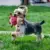 Toozey Welpenspielzeug - 7 STK Langlebiges Hundespielzeug für Welpen/kleine Hunde - Kauspielzeug und Quietschspielzeug mit Wäschesack - Naturbaumwolle & Ungiftig - 8